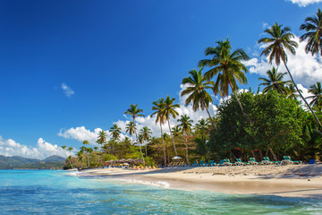 Wall Mural - perfect empty Caribbean sandy beach with clear water and green palm trees