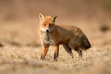 Wall Mural - Fox (Vulpes vulpes)