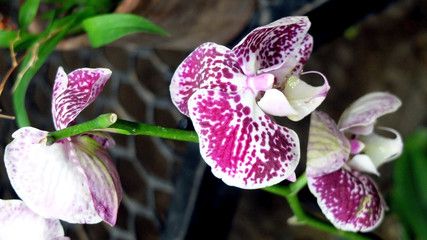 Pink and white orchid flowers
