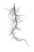 Flat   Computer Generated Self-Similar L-system Branching Root Fractal  - Generative Art  
