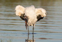Wood Stork Wading And Feeding In The Shallow Waters Of The Lagoon