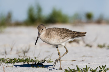 Willet wading in the shallow water of the lagoon