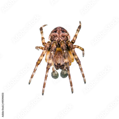 Fotomural Crawling Spider Arachnid Insect Isolated on White