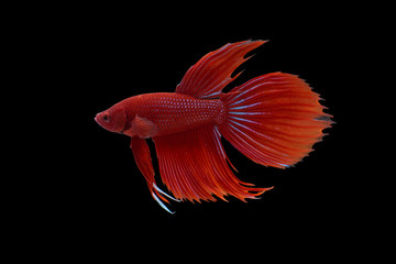 Wall Mural - Betta fish, siamese fighting fish, betta splendens isolated on black background