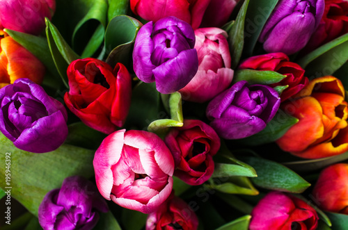 Fotomural Background from multi colored tulips