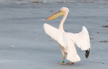 Wall Mural - Pelican standing on ice