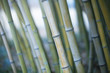close up of bamboos joint