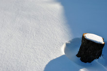 Black Tree Stamp Covered With Snow Shadows In White Snow Background