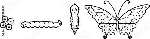 Coloring Page Four Stages Of Butterfly Development Buy
