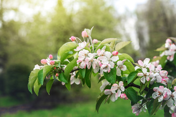 Blooming Apple tree in spring.