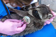 Veterinarian in blue uniform examines baby raccoon
