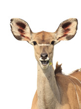 Kudu Cow Antelope Isolated On White Background
