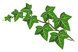 Fototapeta Konie - Sprig, a sprout of green ivy
