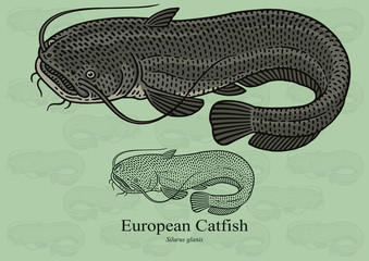 Wall Mural - European Catfish. Vector illustration with refined details and optimized stroke that allows the image to be used in small sizes (in packaging design, decoration, educational graphics, etc.)