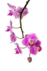 Poster - orchid isolated on white