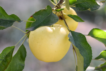 Wall Mural - Harvest of ripe apples in a home garden