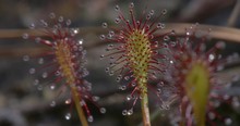 A Video Of Some Sundew