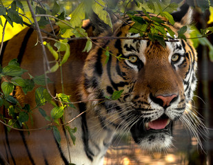 Fototapete - Wild Siberian tiger on nature