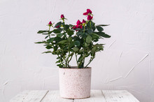 Indoor Plants: A Red Rose In A Pot Against A White Wall Background