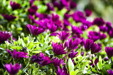 seto con margaritas moradas con fondo de hojas verde en un jardín bajo una lluvia que ha dejado mojadas las flores y las hojas