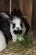 A rabbit eating grass and leaves