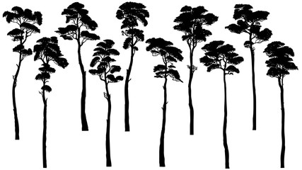 Wall Mural - Silhouettes of tall trees with leaves (pine, cedar, sequoia).