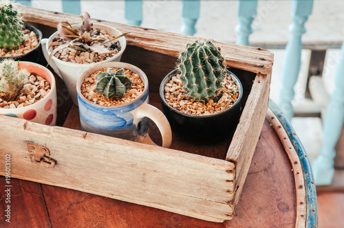 Vintage Decoration Various Cactus Pots In Old Wooden Box On Wooden