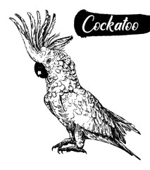 Wall Mural - Hand drawn sketch of cockatoo parrot. Vector illustration isolated on white background.