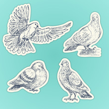 Set Of Hand Drawn Doves. Sketch Of Pigeons. Set Of Stickers