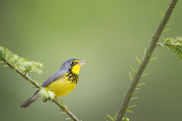 a beautiful yellow and black male canada warbler sings while perched on a branch with a smooth green