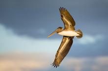 A Juvenile Brown Pelican Flies In The Late Evening Sun Witha  Dark Blue Cloudy Background In Florida.