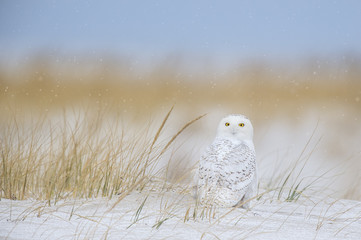 Wall Mural - A Snowy Owl sits on the sandy beach with falling snow and brown dune grasses in the background.