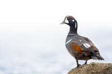 A Male Harlequin Duck Perched On A Jetty Rock With An Almost Solid White Background On An Overcast Day.