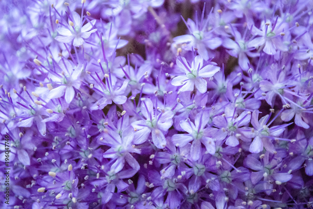 Stock-Foto Viele kleine lila Blten der Pflanze Allium Hollandicum |  Adobe Stock