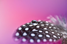 Background With Bird Feather. Guinea Fowl Soft Feather With Transparent Drops Of Water On Pink Background. Abstract Romantic Artistic Delicate Magical Image For The Holiday, Cards.
