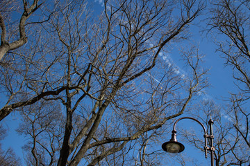 beautiful view between the tree branches