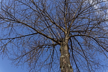 view in a tree on a sunny day with blue sky, background