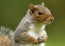 Close Up Of A Cute And Curious Grey Squirrel