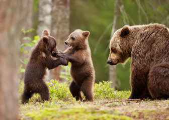 Wall Mural - eurasian brown bear female and her playful cubs
