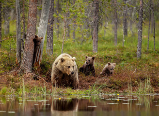 Eurasian brown bear cubs playing with a mom by the pond