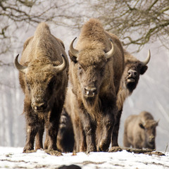 Wall Mural - european bison, bison bonasus, visent, herbivore in winter, herd, slovakia