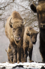 Wall Mural - european bison, bison bonasus, visent, herbivore in winter, herd, slovakia
