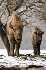 Wall Mural - european bison, bison bonasus, visent, herbivore in winter, herd, slovakia