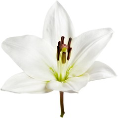 Wall Mural - white lily flower