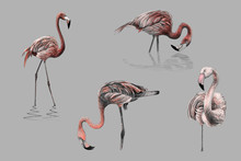 Monochromatic Pink Color Hand Drawing Flamingos
