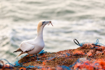 Wall Mural - Nothern Gannet nest