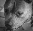 Pit Bull Portrait in Black and White