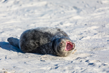 Wall Mural - Young tired seal on white sand beach