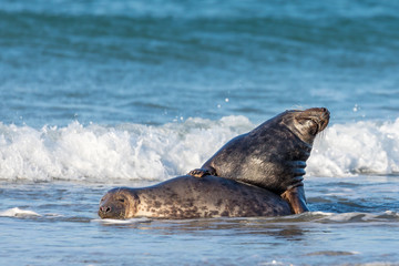 Wall Mural - Playing and mating grey seals in the north sea