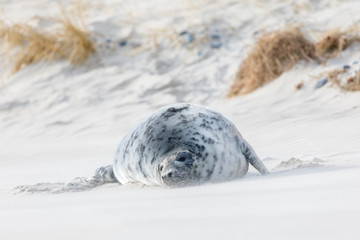 Wall Mural - Young grey seal playing and sleeping on the sand beach